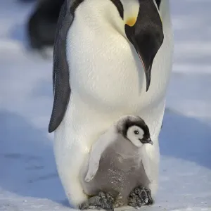 Emperor penguin (Aptenodytes forsteri) adult with young chick, Gould Bay, Weddell Sea Emperor penguin (Aptenodytes forsteri) adult with young chick, Gould Bay, Weddell Sea