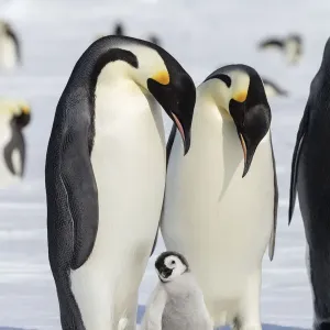 Emperor penguin (Aptenodytes forsteri) two adults with young chick, Gould Bay, Weddell Sea Emperor penguin (Aptenodytes forsteri) two adults with young chick, Gould Bay, Weddell Sea