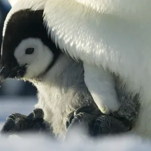 Emperor Penguin Chick Print, Antarctica Emperor Penguin Chick Print, Antarctica