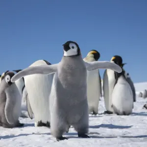 Emperor penguin (Aptenodytes forsteri) chick flapping wings, Snow Hill Island rookery Emperor penguin (Aptenodytes forsteri) chick flapping wings, Snow Hill Island rookery