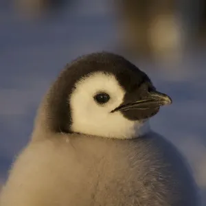 Emperor penguin (Aptenodytes forsteri) chick portrait, Antarctica, October Emperor penguin (Aptenodytes forsteri) chick portrait, Antarctica, October