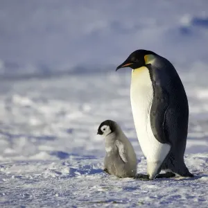 Emperor penguin (Aptenodytes forsteri) chick walking with parent, Antarctica, September Emperor penguin (Aptenodytes forsteri) chick walking with parent, Antarctica, September