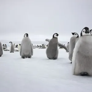 Emperor penguin (Aptenodytes forsteri) chicks in creche at Snow Hill Island rookery Emperor penguin (Aptenodytes forsteri) chicks in creche at Snow Hill Island rookery