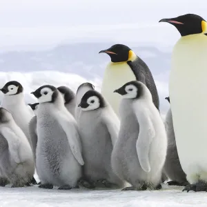 Aquatics Collection: Penguins