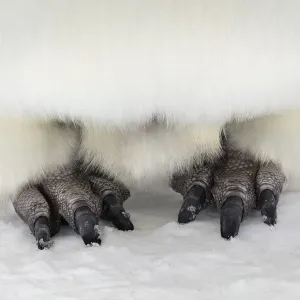 Emperor Penguin Feet Print, Gould Bay, Antarctica Emperor Penguin Feet Print, Gould Bay, Antarctica
