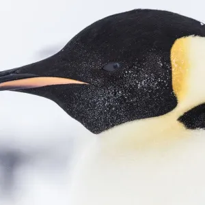 Emperor Penguin (Aptenodytes forsteri) close up detail of head of adult, Gould Bay Emperor Penguin (Aptenodytes forsteri) close up detail of head of adult, Gould Bay