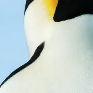 Emperor penguin (Aptenodytes forsteri) close up, Amanda Bay, Prydz Bay, Ingrid Christensen Coast, East Antarctica, November Emperor penguin (Aptenodytes forsteri) close up, Amanda Bay, Prydz Bay, Ingrid Christensen Coast, East Antarctica, November