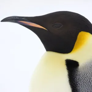 Emperor penguin (Aptenodytes forsteri) close up view of adult. Snow Hill Island rookery, Antarctica Emperor penguin (Aptenodytes forsteri) close up view of adult. Snow Hill Island rookery, Antarctica