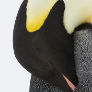 Emperor penguin (Aptenodytes forsteri) close up view of adult grooming. Snow Hill Island rookery Emperor penguin (Aptenodytes forsteri) close up view of adult grooming. Snow Hill Island rookery