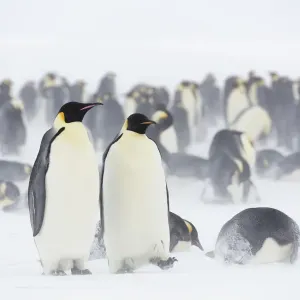 Emperor penguin (Aptenodytes forsteri) colony in blowing snow and overcast conditions Emperor penguin (Aptenodytes forsteri) colony in blowing snow and overcast conditions
