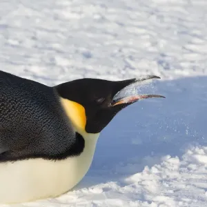 Emperor penguin (Aptenodytes forsteri) eating snow to cool down. Gould Bay, Weddell Sea Emperor penguin (Aptenodytes forsteri) eating snow to cool down. Gould Bay, Weddell Sea