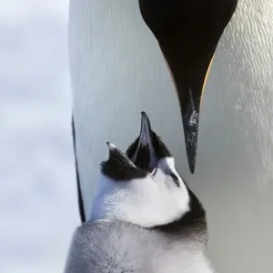 Emperor penguin (Aptenodytes forsteri) feeding young chick, Snow Hill Island rookery, Antarctica Emperor penguin (Aptenodytes forsteri) feeding young chick, Snow Hill Island rookery, Antarctica