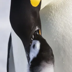 Emperor penguin (Aptenodytes forsteri) feeding young chick, Snow Hill Island rookery, Antarctica Emperor penguin (Aptenodytes forsteri) feeding young chick, Snow Hill Island rookery, Antarctica