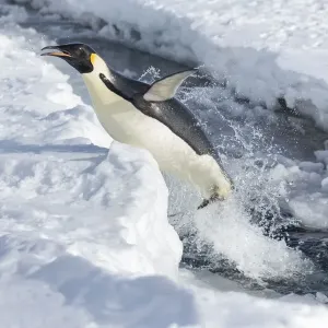 Emperor penguin (Aptenodytes forsteri) leaping out of the sea, Gould Bay, Weddell Sea Emperor penguin (Aptenodytes forsteri) leaping out of the sea, Gould Bay, Weddell Sea