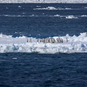 Emperor penguin (Aptenodytes forsteri) moulting chicks on ice floe, Ross Sea, Antarctica Emperor penguin (Aptenodytes forsteri) moulting chicks on ice floe, Ross Sea, Antarctica