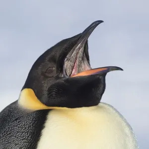 Emperor Penguin Print: Open Beak with Spine-Modified Jaw Emperor Penguin Print: Open Beak with Spine-Modified Jaw