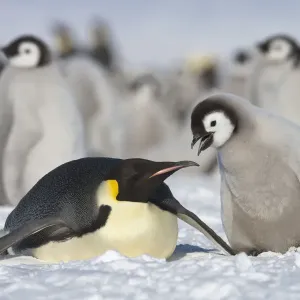 Emperor penguin (Aptenodytes forsteri) parent with chick begging for food at Snow Emperor penguin (Aptenodytes forsteri) parent with chick begging for food at Snow