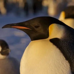 Emperor penguin (Aptenodytes forsteri) portrait with chick, Antarctica, October Emperor penguin (Aptenodytes forsteri) portrait with chick, Antarctica, October