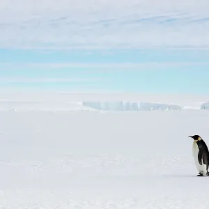 Emperor Penguin Print - Walking on Ice Emperor Penguin Print - Walking on Ice
