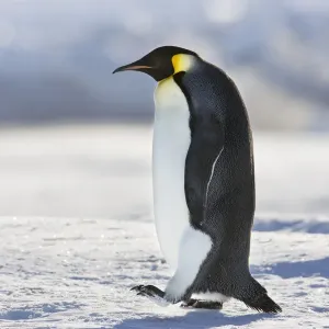 Emperor penguin (Aptenodytes forsteri) walking at Cape Colbeck, Ross Sea, Antarctica Emperor penguin (Aptenodytes forsteri) walking at Cape Colbeck, Ross Sea, Antarctica