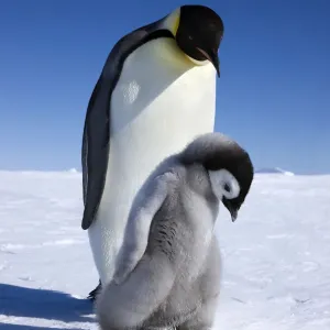 Emperor Penguin Print: Walking with Young Chick Emperor Penguin Print: Walking with Young Chick