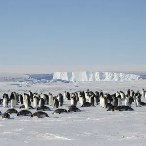 Emperor penguin (Aptenodytes forsteri) wide angle view of colony. Gould Bay, Weddell Sea Emperor penguin (Aptenodytes forsteri) wide angle view of colony. Gould Bay, Weddell Sea