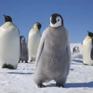 Emperor Penguin Chick Print Emperor Penguin Chick Print