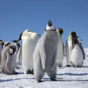 Emperor Penguin Chick Flapping Wings Print Emperor Penguin Chick Flapping Wings Print
