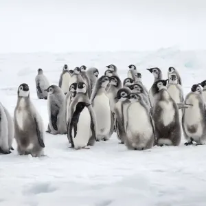 Emperor Penguin Chicks with Lone Adelie Print Emperor Penguin Chicks with Lone Adelie Print