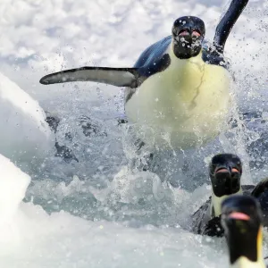 Emperor penguins (Aptenodytes forsteri) explode out of the water, returning to breed