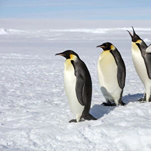 Emperor penguins (Aptenodytes forsteri) four adult penguins stand in row waiting