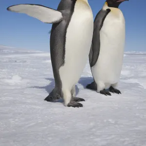 Emperor penguins (Aptenodytes forsteri) one with raised flipper, Snow Hill Island rookery