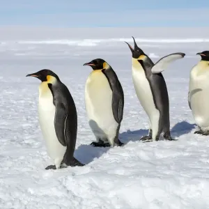 Emperor penguins (Aptenodytes forsteri) four adult penguins stand in row waiting Emperor penguins (Aptenodytes forsteri) four adult penguins stand in row waiting