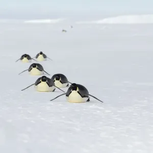 Emperor penguins (Aptenodytes forsteri) adult penguins tobogganing along on their Emperor penguins (Aptenodytes forsteri) adult penguins tobogganing along on their