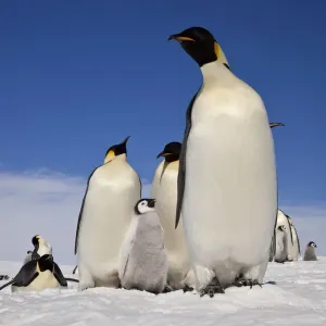 Emperor penguins (Aptenodytes forsteri) adults and chicks at Snow Hill Island rookery Emperor penguins (Aptenodytes forsteri) adults and chicks at Snow Hill Island rookery