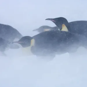 Emperor Penguins in Blizzard Print Emperor Penguins in Blizzard Print