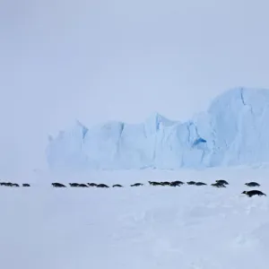 Emperor penguins (Aptenodytes forsteri) crossing sea ice in line in Weddell Sea Emperor penguins (Aptenodytes forsteri) crossing sea ice in line in Weddell Sea