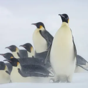Emperor penguins (Aptenodytes forsteri) huddle together in snow storm near Snow Hill Island colony Emperor penguins (Aptenodytes forsteri) huddle together in snow storm near Snow Hill Island colony