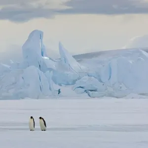 Emperor penguins (Aptenodytes forsteri) with iceberg at Snow Hill Island rookery, Antarctica Emperor penguins (Aptenodytes forsteri) with iceberg at Snow Hill Island rookery, Antarctica