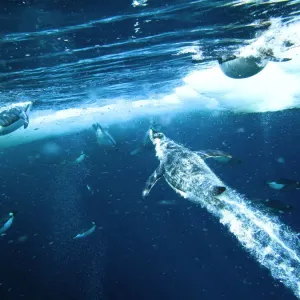 Emperor Penguin Males Diving Through Sea Ice Print Emperor Penguin Males Diving Through Sea Ice Print
