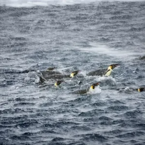 Emperor penguins (Aptenodytes forsteri) swimming in snow storm near Snow Hill Island colony Emperor penguins (Aptenodytes forsteri) swimming in snow storm near Snow Hill Island colony
