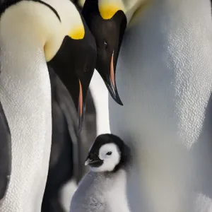 Emperor penguins (Aptenodytes forsteri) with young chick at Snow Hill Island rookery, Antarctica Emperor penguins (Aptenodytes forsteri) with young chick at Snow Hill Island rookery, Antarctica