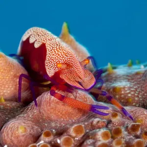 Crevette impériale (Periclemenes imperator) sur le concombre de mer (Thelenota ananas) Tubbataha. Crevette impériale (Periclemenes imperator) sur le concombre de mer (Thelenota ananas) Tubbataha.