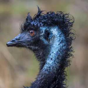 Emu (Dromaius novaehollandiae)head portrait in rain. Wildlife Wonders, Apollo Bay