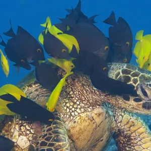 Endangered Green sea turtle (Chelonia mydas) stretches neck to be cleaned by Yellow tangs