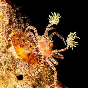 Endemic Hawaiian pom-pom crab / Boxer crab (Lybia edmondsoni) on reef