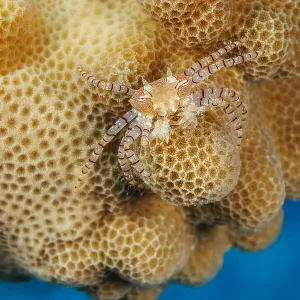 An endemic Hawaiian pom-pom crab / Boxer crab (Lybia edmondsoni) carrying a juvenile Anemone (Triactis producta) in its claws as a defense mechanism. A mutualistic symbiosis, with the anemone being transported around