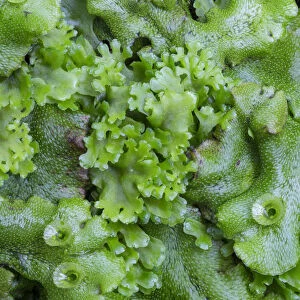 Endive Pellia liverwort (Pellia endiviifolia) in centre growing through Common Liverwort