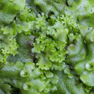Endive Pellia liverwort print, growing through Common Liverwort Endive Pellia liverwort print, growing through Common Liverwort