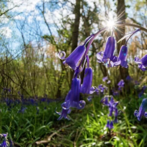 English bluebell (Hyacinthoides non-scripta) Lower Woods, Gloucestershire, England, UK